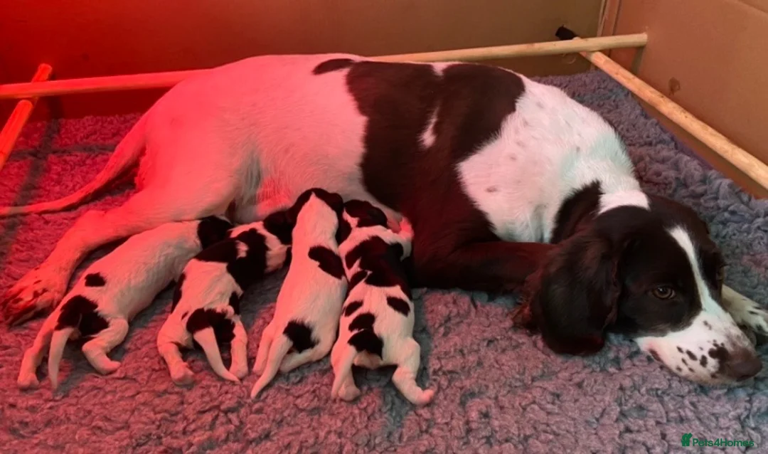 English Springer Spaniel dogs for sale: 🐾Gorgeous KC Reg English Springer Spaniel Pups🐾 - Advert 2