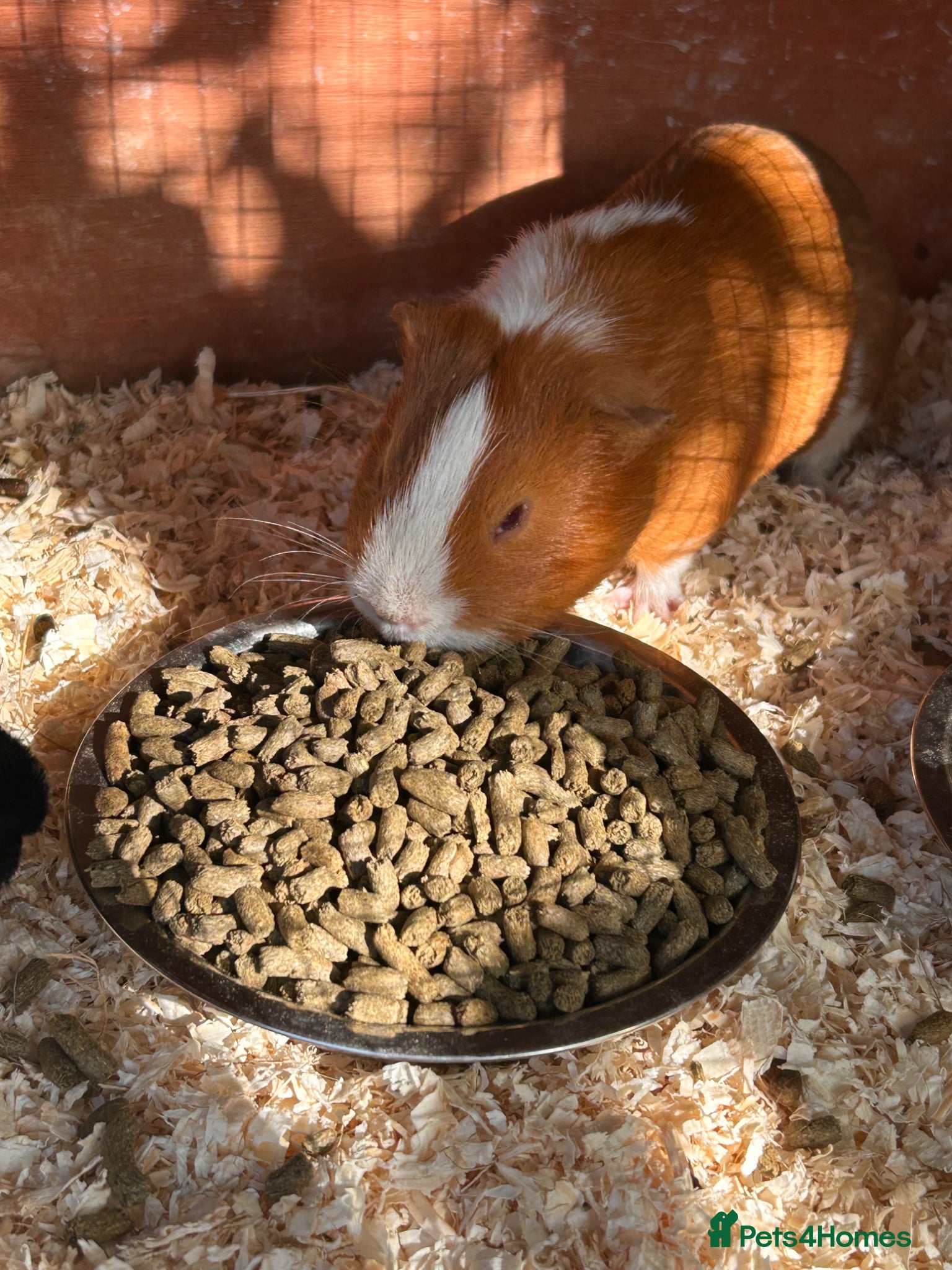 Guinea Pig rodents Male guinea pigs looking for new homes  - Advert 1