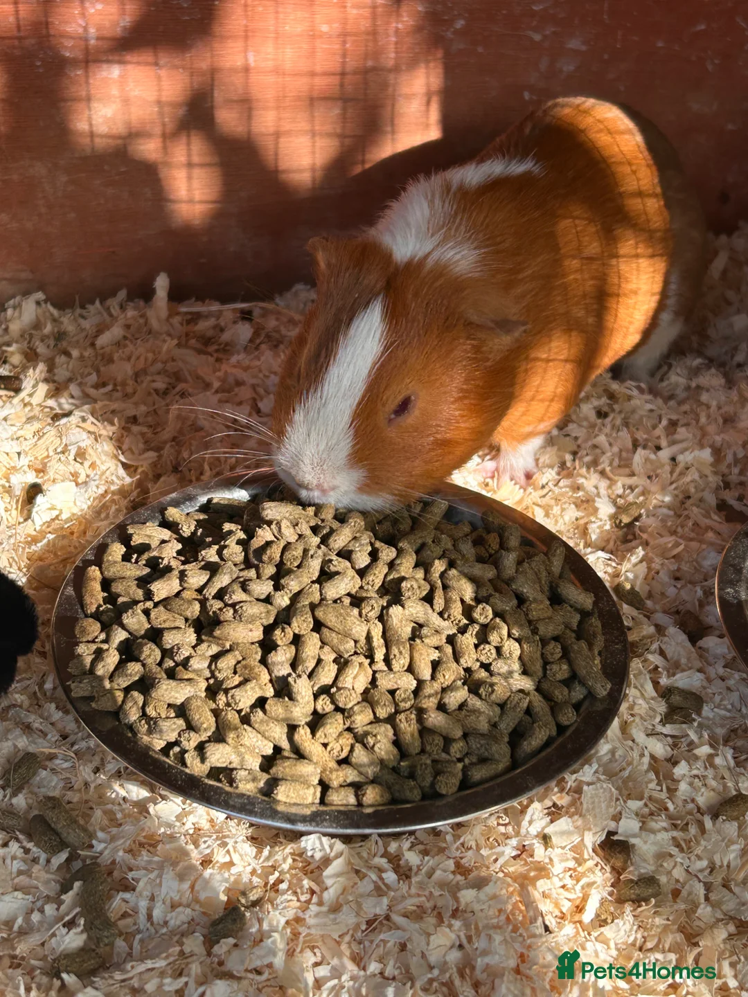 Guinea Pig rodents for sale: Male guinea pigs looking for new homes  in Ashford - Advert 1