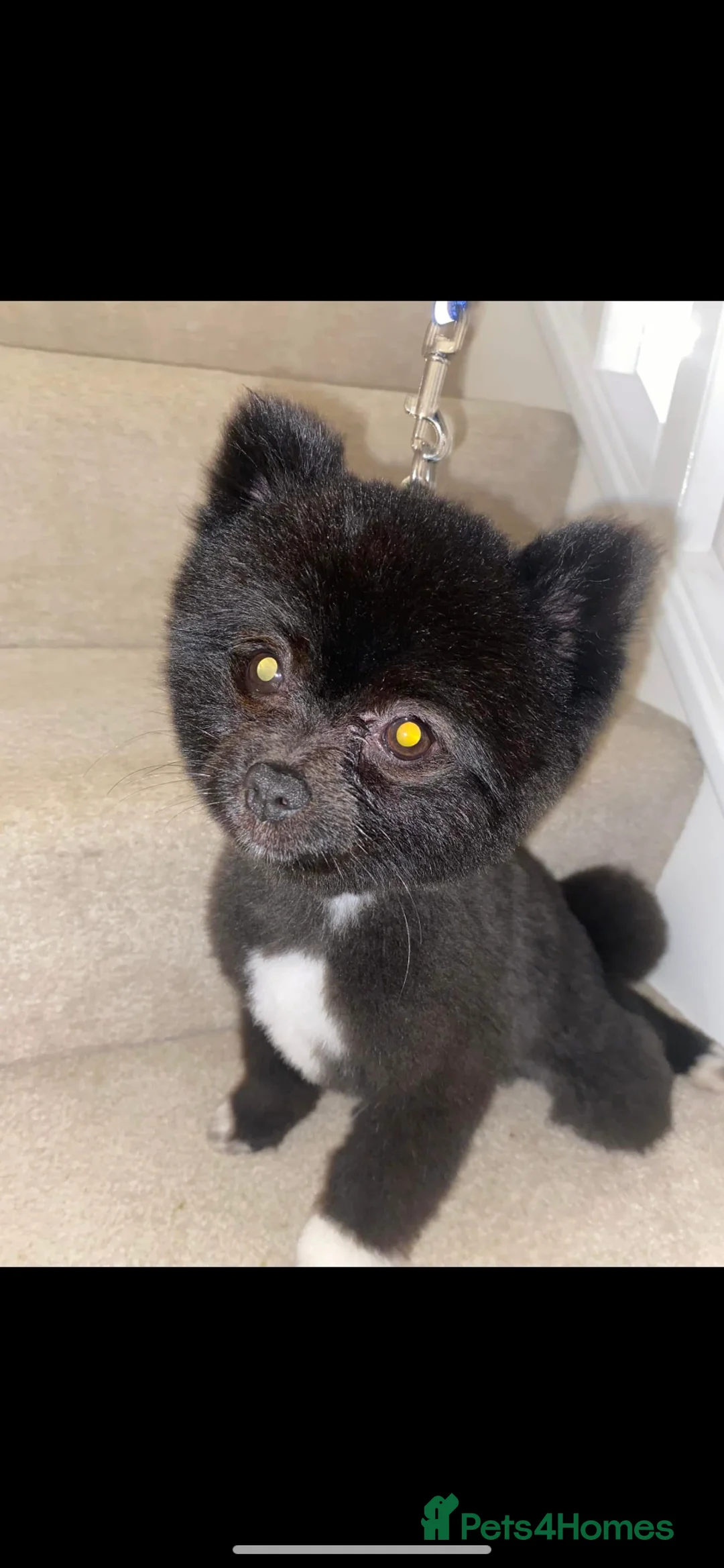 Pomeranian dogs for stud: ELVIS RUSSIAN Pomeranian STUD DUTIES ONLY !! - Advert 2