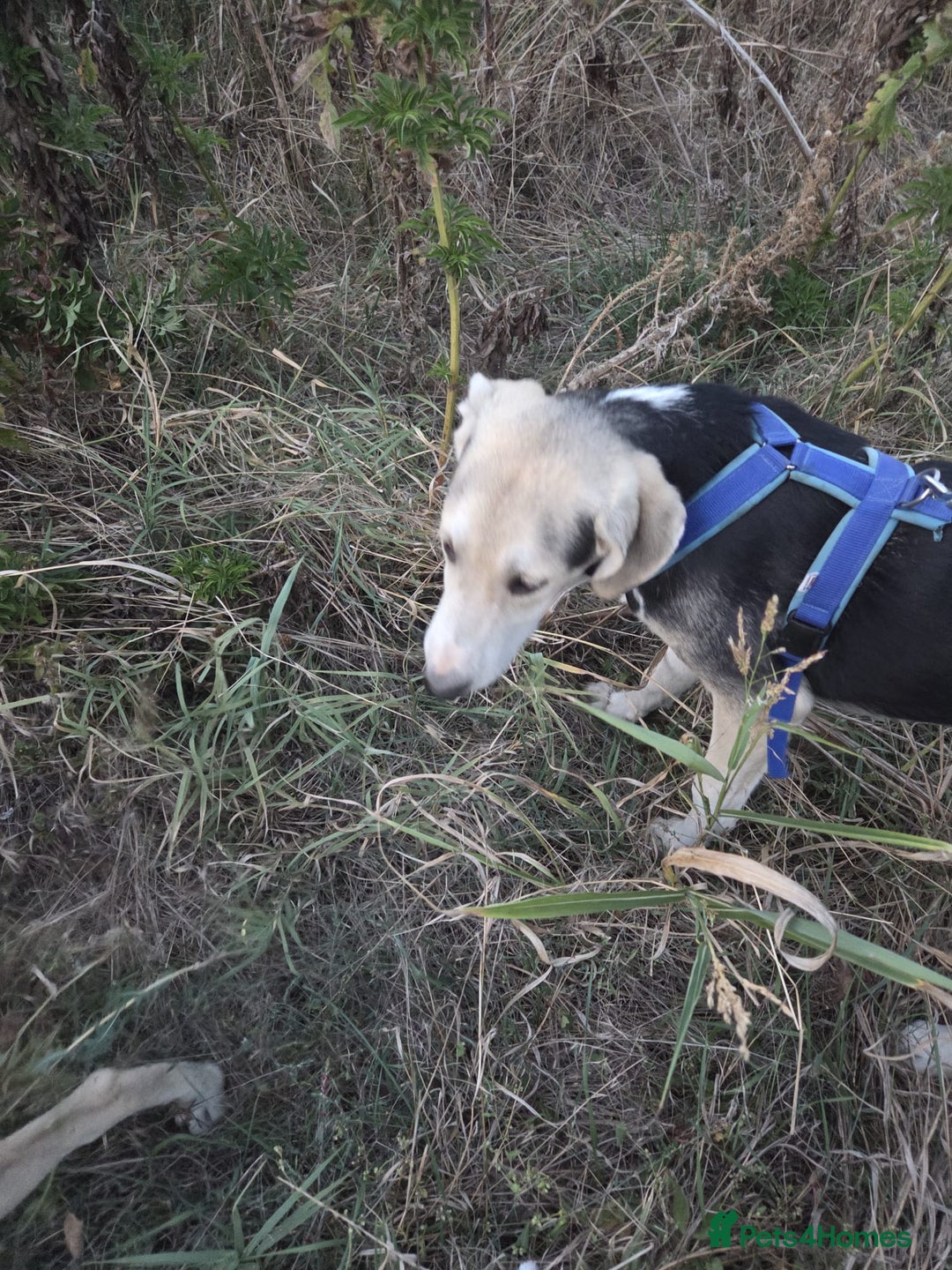 Mixed Breed dogs for adoption: RICKY - a superb young boy for a Loving Home - Advert 8