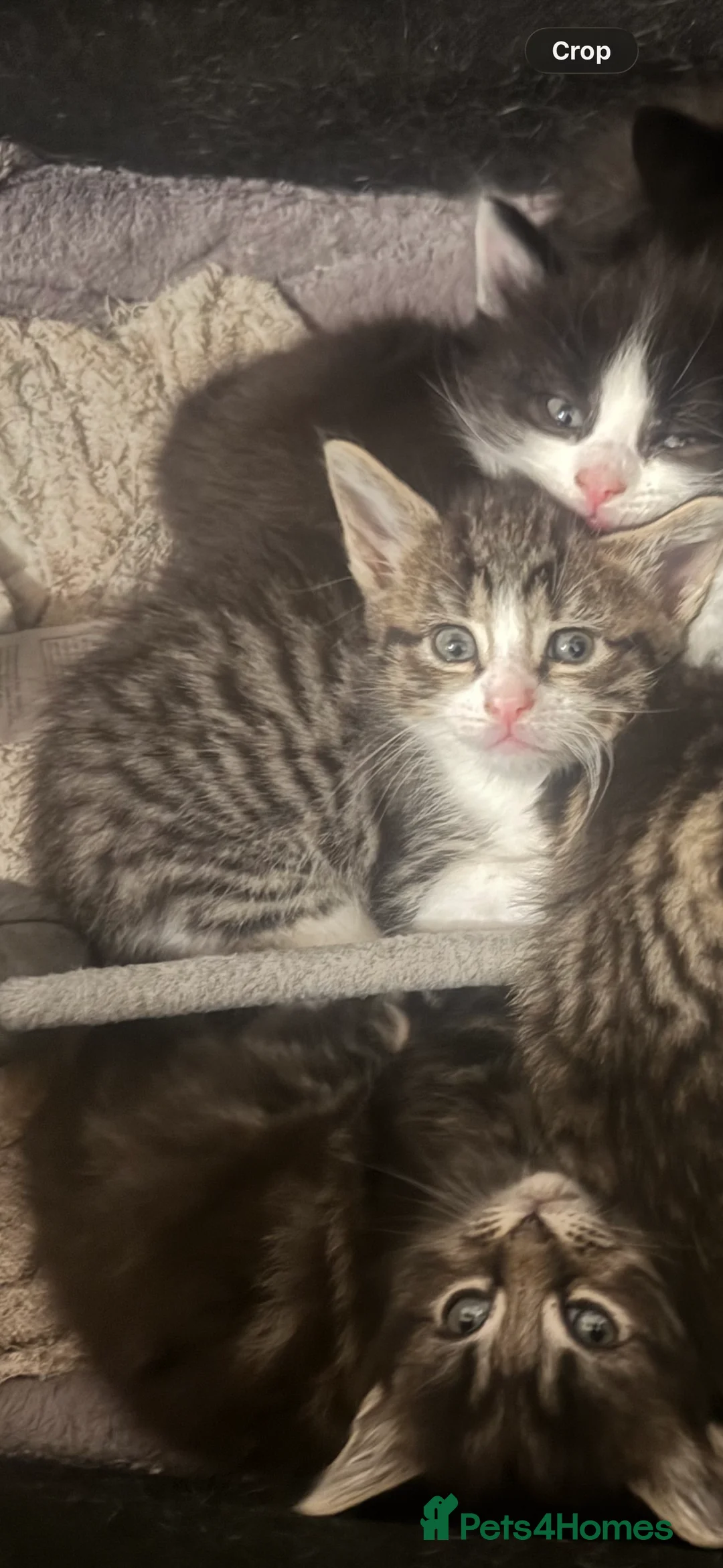 Mixed Breed cats for sale: Beautiful Chucky kittens for sale  - Advert 3