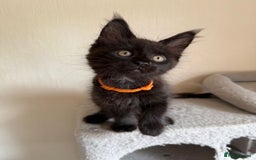 Maine Coon cats for sale: Pedigree GCCF Russian Import line Maine Coons - Image 30