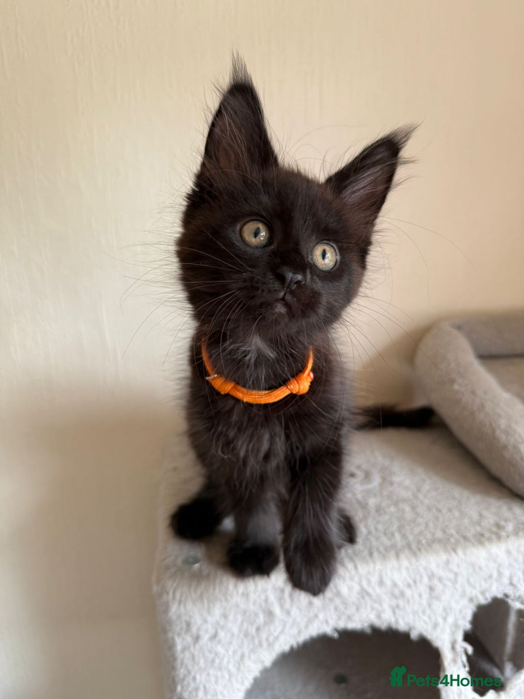 Maine Coon cats for sale: Pedigree GCCF Russian Import line Maine Coons - Image 30