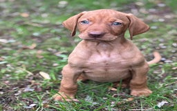Hungarian Vizsla dogs for sale: PEDIGREE VIZSLA PUPS HIP & ELBOW TESTED PARENTS   - Image 15