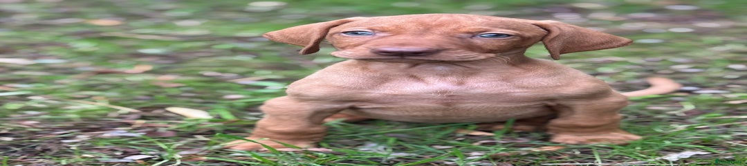 Hungarian Vizsla Puppy 5