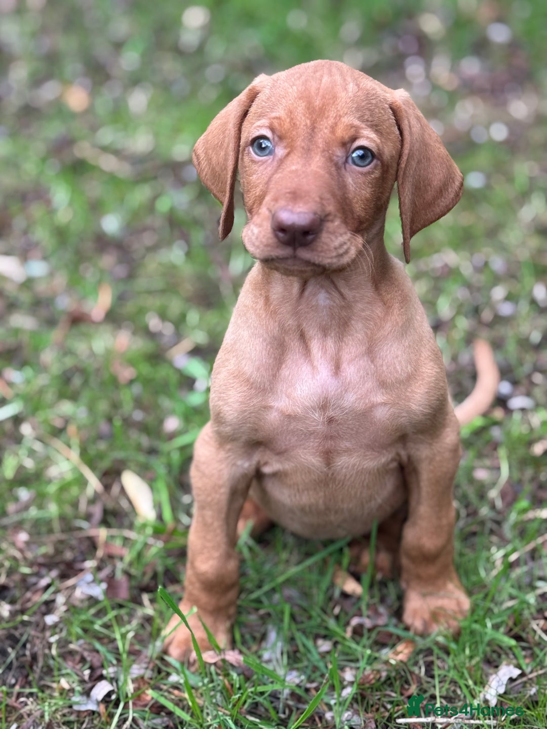 Hungarian Vizsla dogs for sale: PEDIGREE VIZSLA PUPS HIP & ELBOW TESTED PARENTS   - Image 15