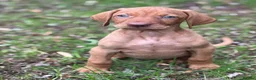 Hungarian Vizsla dogs for sale: PEDIGREE VIZSLA PUPS HIP & ELBOW TESTED PARENTS   - Advert 15