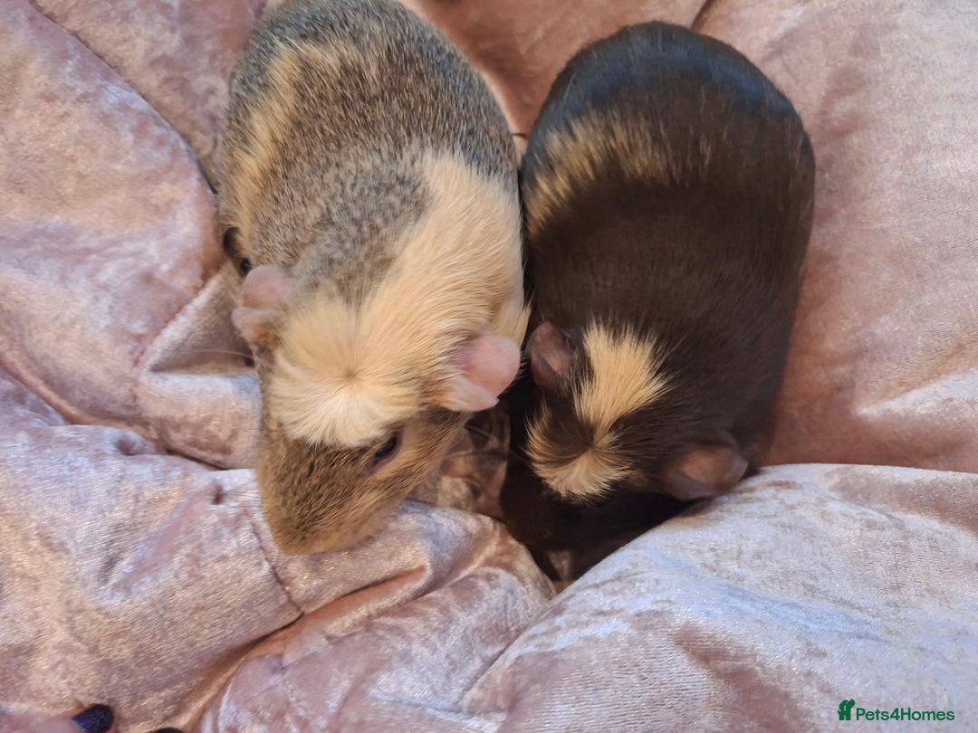 Guinea Pig rodents for sale:  Guinea pigs 4 boys(babies) 3 female (5mo) - Advert 11