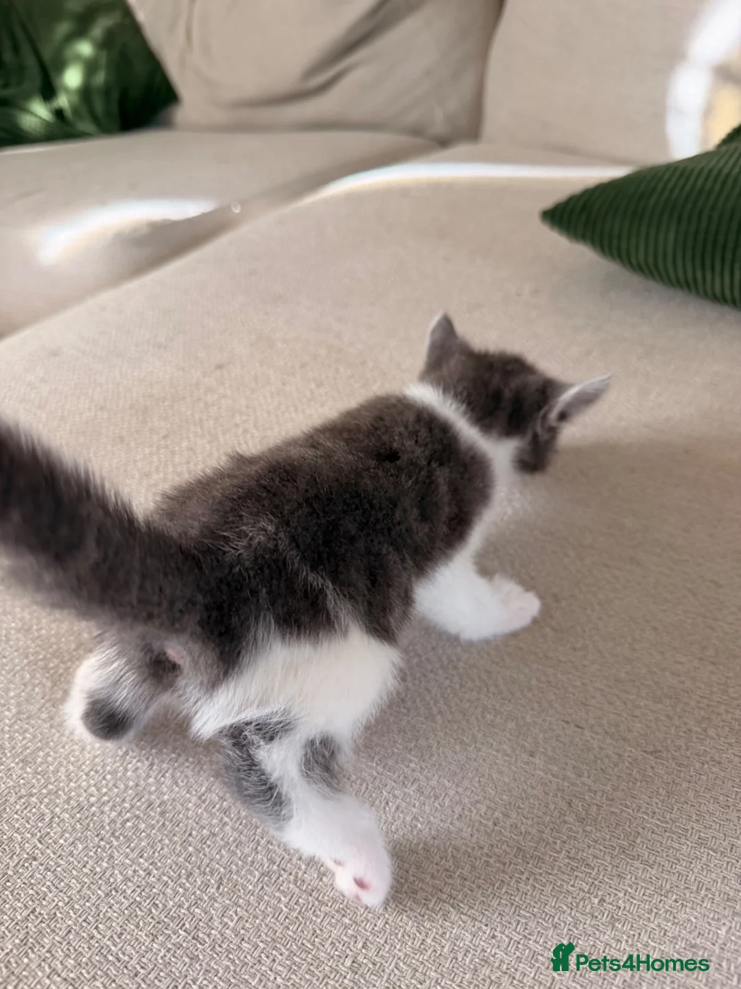 Mixed Breed cats for sale: Gorgeous kittens  in Woking - Advert 36