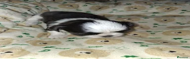 Shih Tzu 2