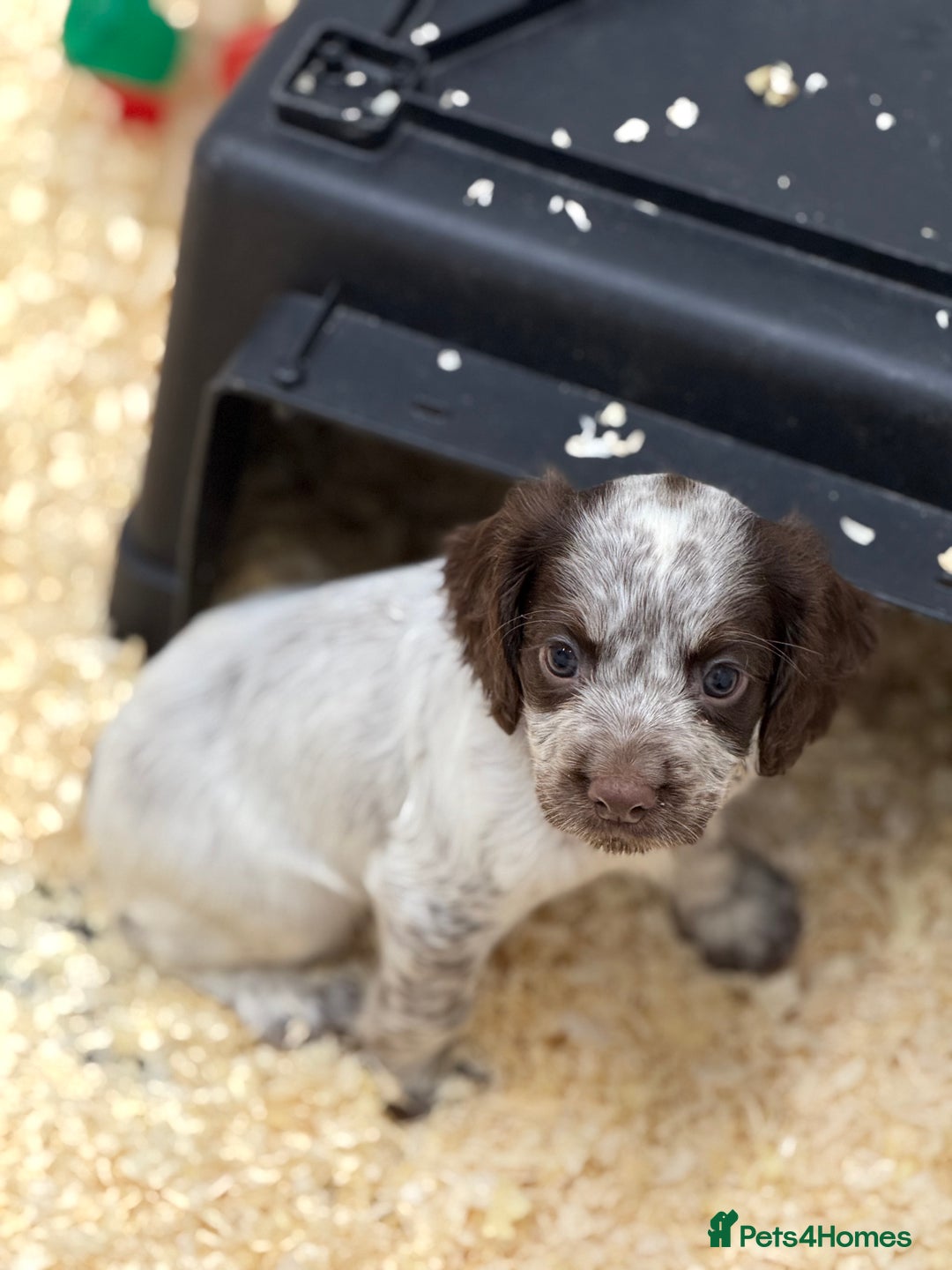 Cocker Spaniel dogs for sale: Working cocker spainel Puppys Ready to leave  - Image 14