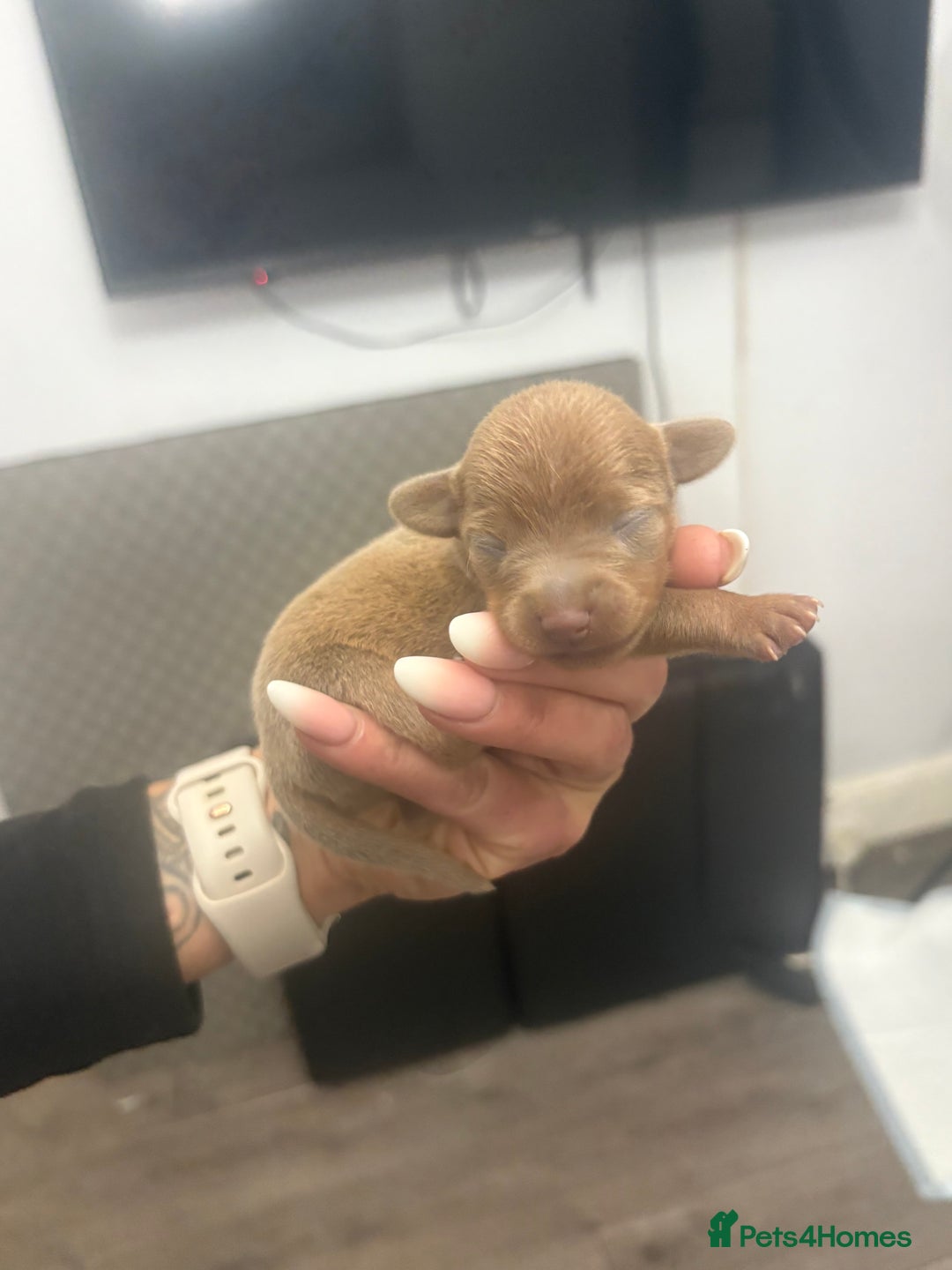 Mixed Breed dogs for sale: Xxx TINY dachshund x chihuahua puppies xxx - Image 6