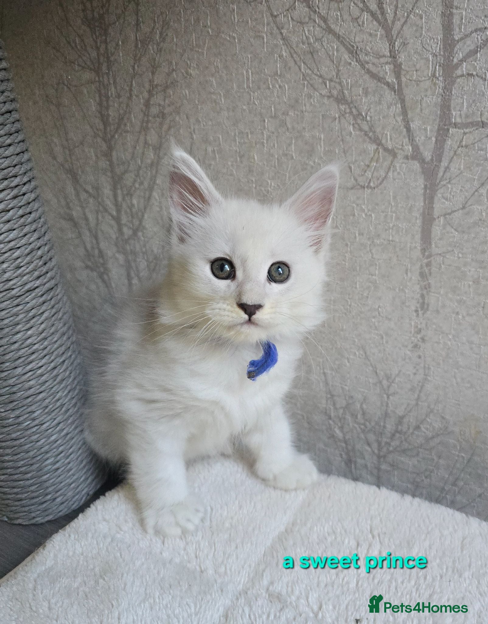 Maine Coon cats STUNNING RARE Maine Coons Shaded Shell Silver - Advert 1