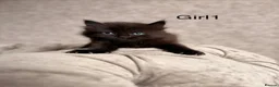 Mixed Breed cats for sale: 3 Gorgeous Kittens (2 Long Haired) - Advert 2