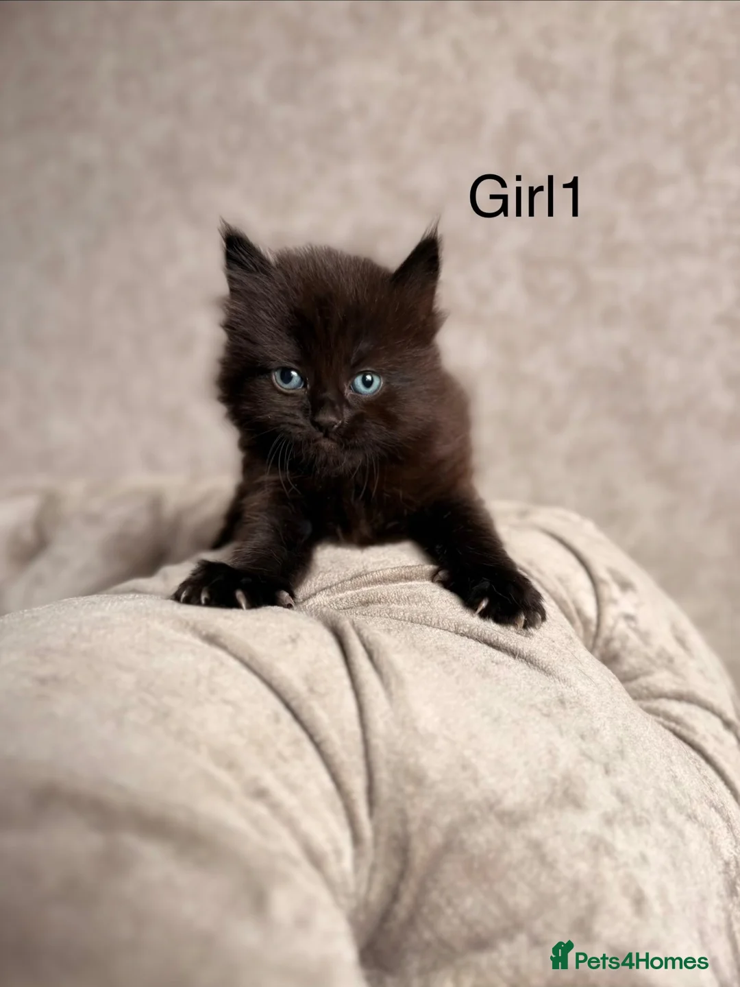 Mixed Breed cats for sale: 3 Gorgeous Kittens (2 Long Haired) - Advert 2