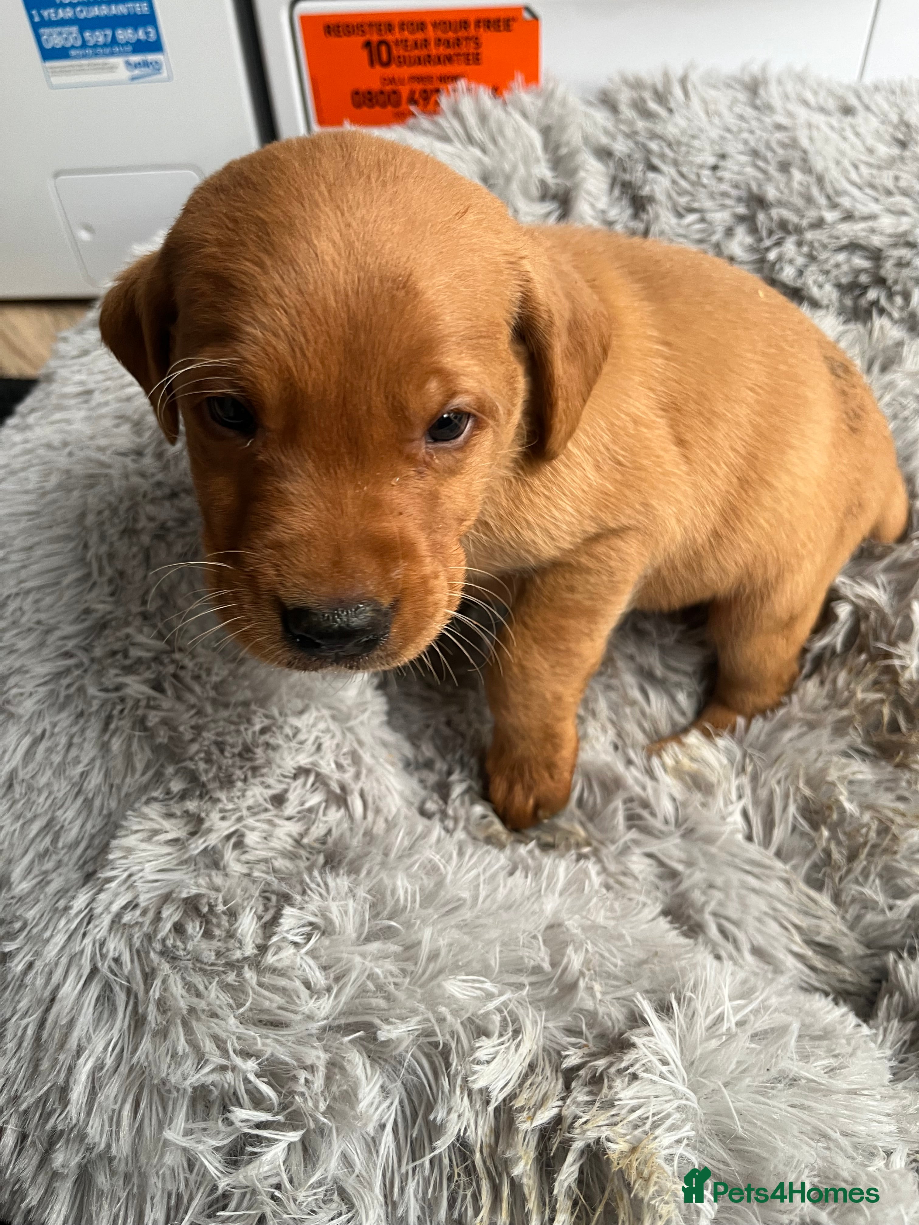 Labrador Retriever dogs Labrador puppies - Advert 5