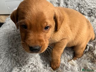 Labrador Retriever dogs Labrador puppies - Advert 2