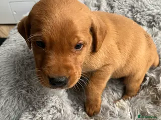 Labrador Retriever dogs Labrador puppies - Advert 14