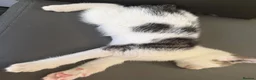 Mixed Breed cats for sale: Mixed breed kittens  - Advert 8