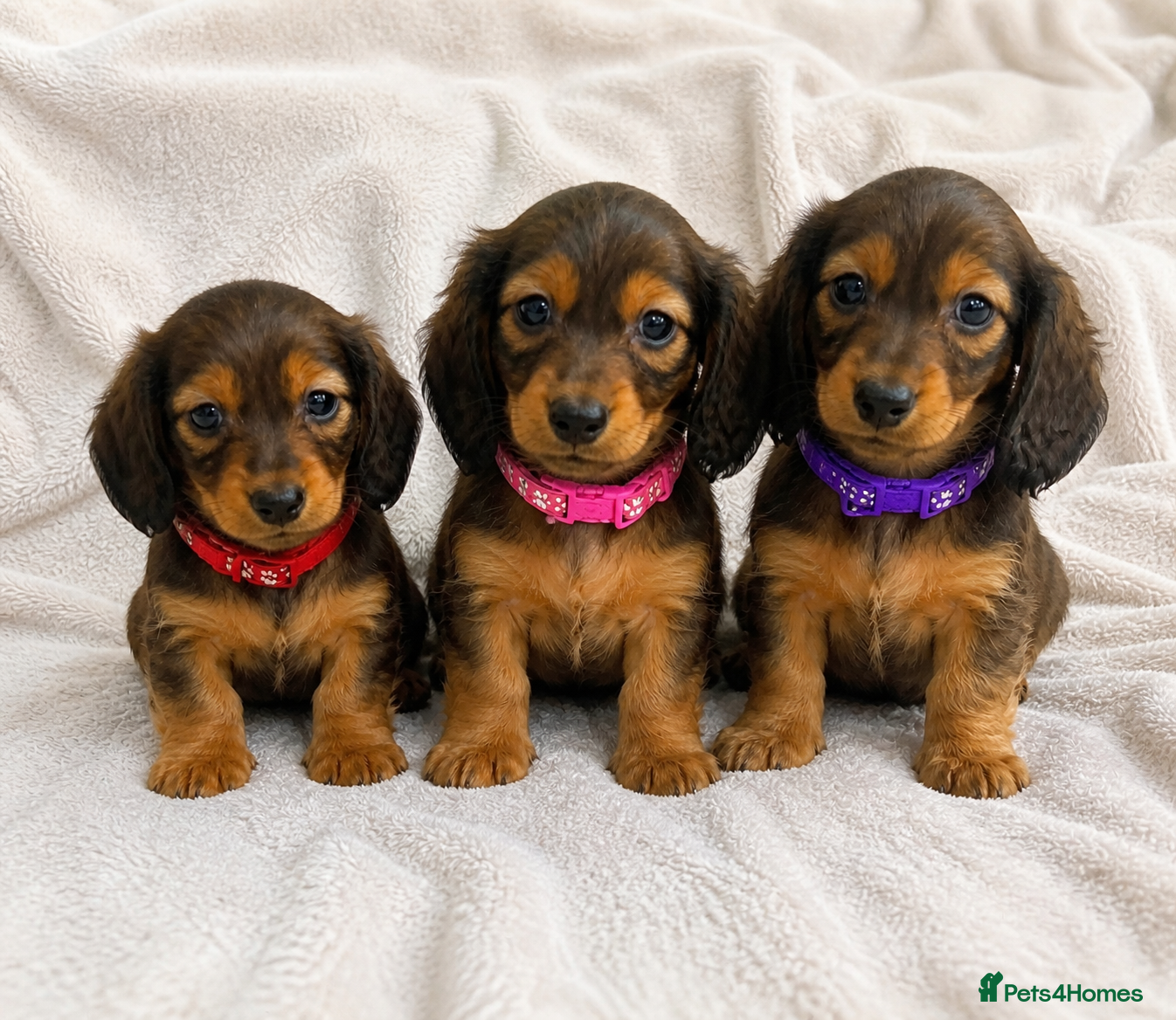 Miniature Dachshund dogs THREE FEMALE Miniature Dachshund Longhaired - Advert 1