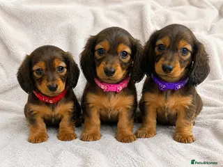 Miniature Dachshund dogs THREE FEMALE Miniature Dachshund Longhaired - Advert 1