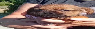 Border Terrier 2