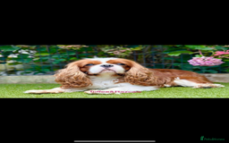 Cavapoo dogs for sale: Cavapoo puppies in Tewkesbury - Image 7