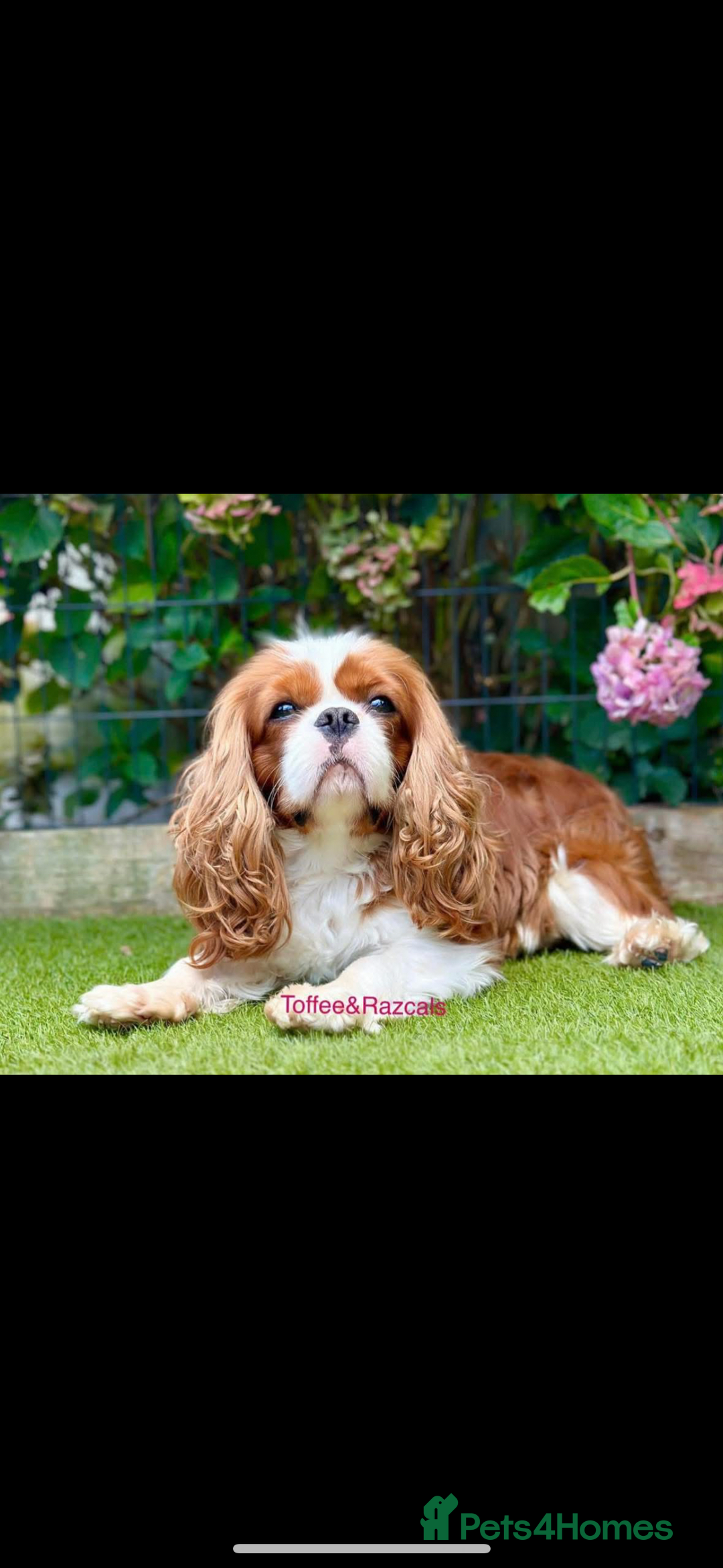 Cavapoo dogs for sale: Cavapoo puppies in Tewkesbury - Image 7