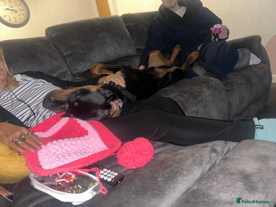 Dobermann dogs for sale: BEAR Rottweiler cross Doberman 💙 - Advert 11