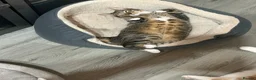 Mixed Breed cats for sale: Two male cats just over 1 year old - Advert 3