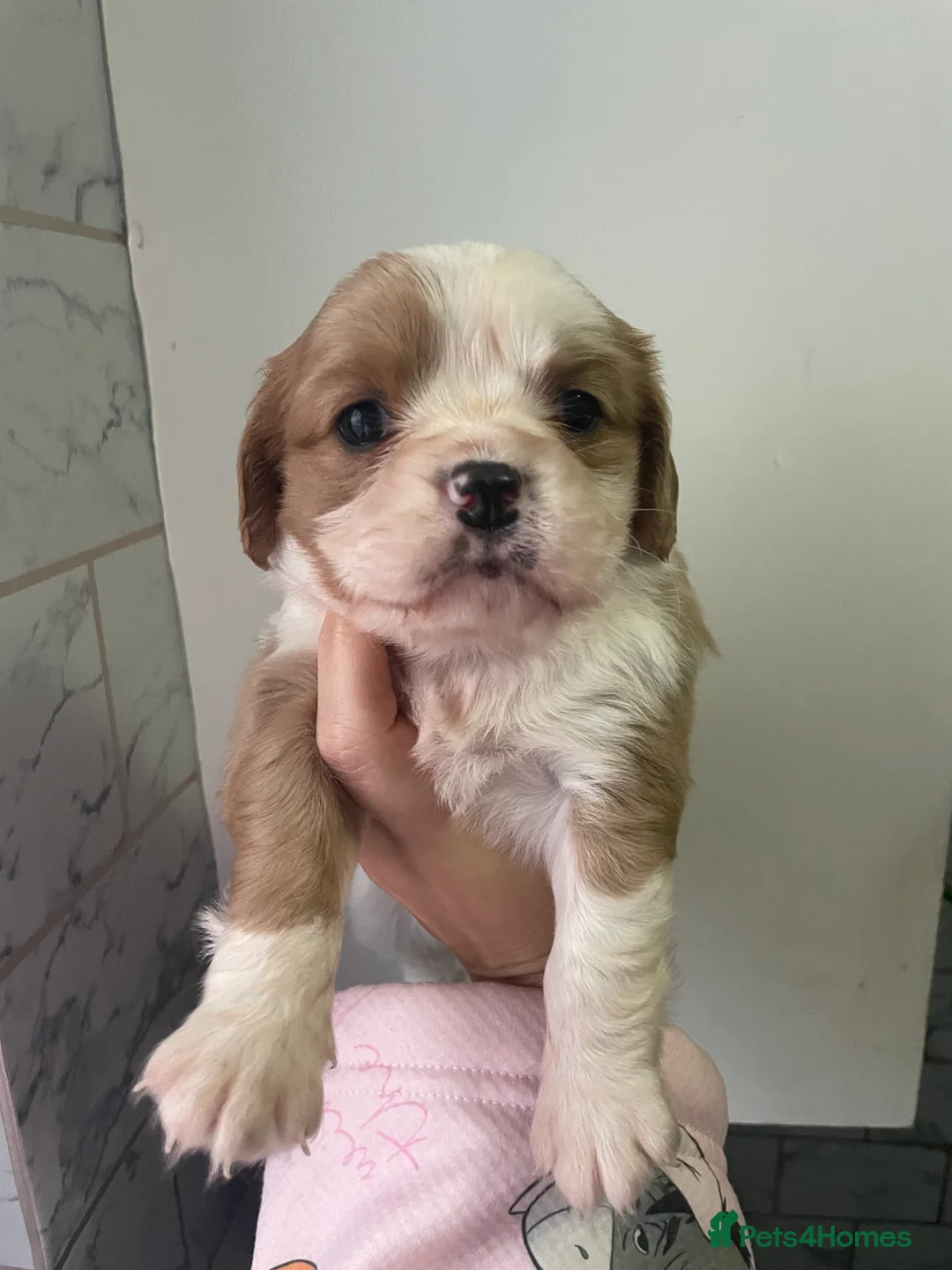 Cavalier King Charles Spaniel dogs for sale: Beautiful Cavalier puppies - Advert 11