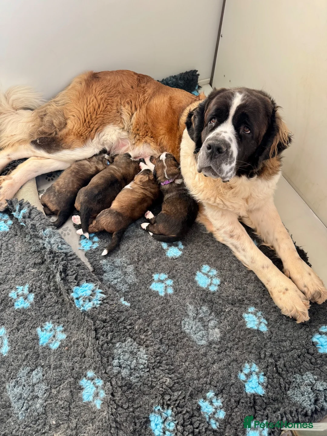 Saint Bernard dogs for sale: 4 gorgeous st Bernese puppies looking for homes - Advert 2
