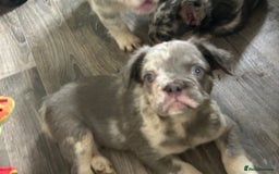 French Bulldog dogs for sale: 🐾Ready now 🔥Fluffy French bulldogs🔥🐾 in Rotherham - Image 16