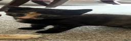 Domestic Shorthair cats for sale: Very cute and friendly litter of kittens  - Advert 11