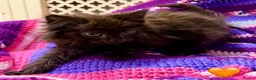 Mixed Breed cats for sale: 💖 MAINE COON X RAGDOLL *PARENTS HEALTH TESTED* 💖 - Advert 19