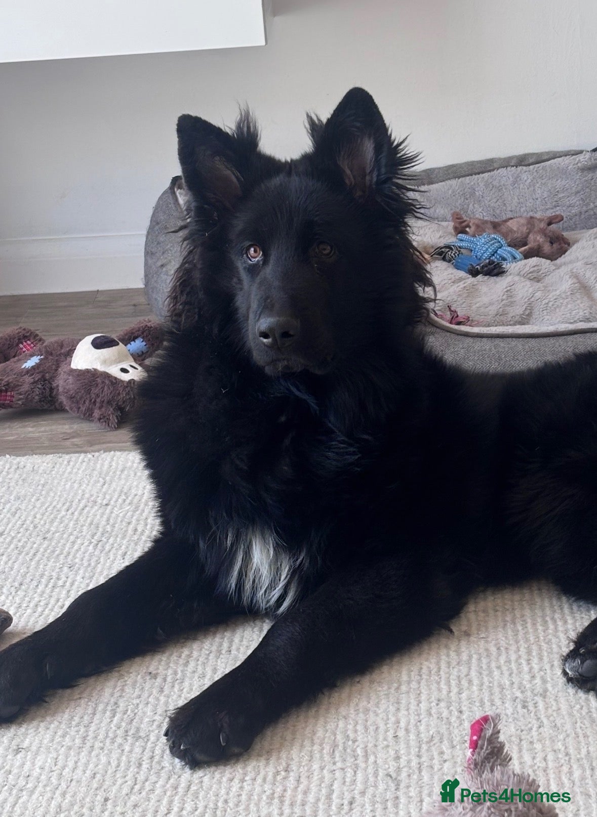 German Shepherd dogs Solid Black Long-Coat German Shepherd – KC Reg - Advert 1
