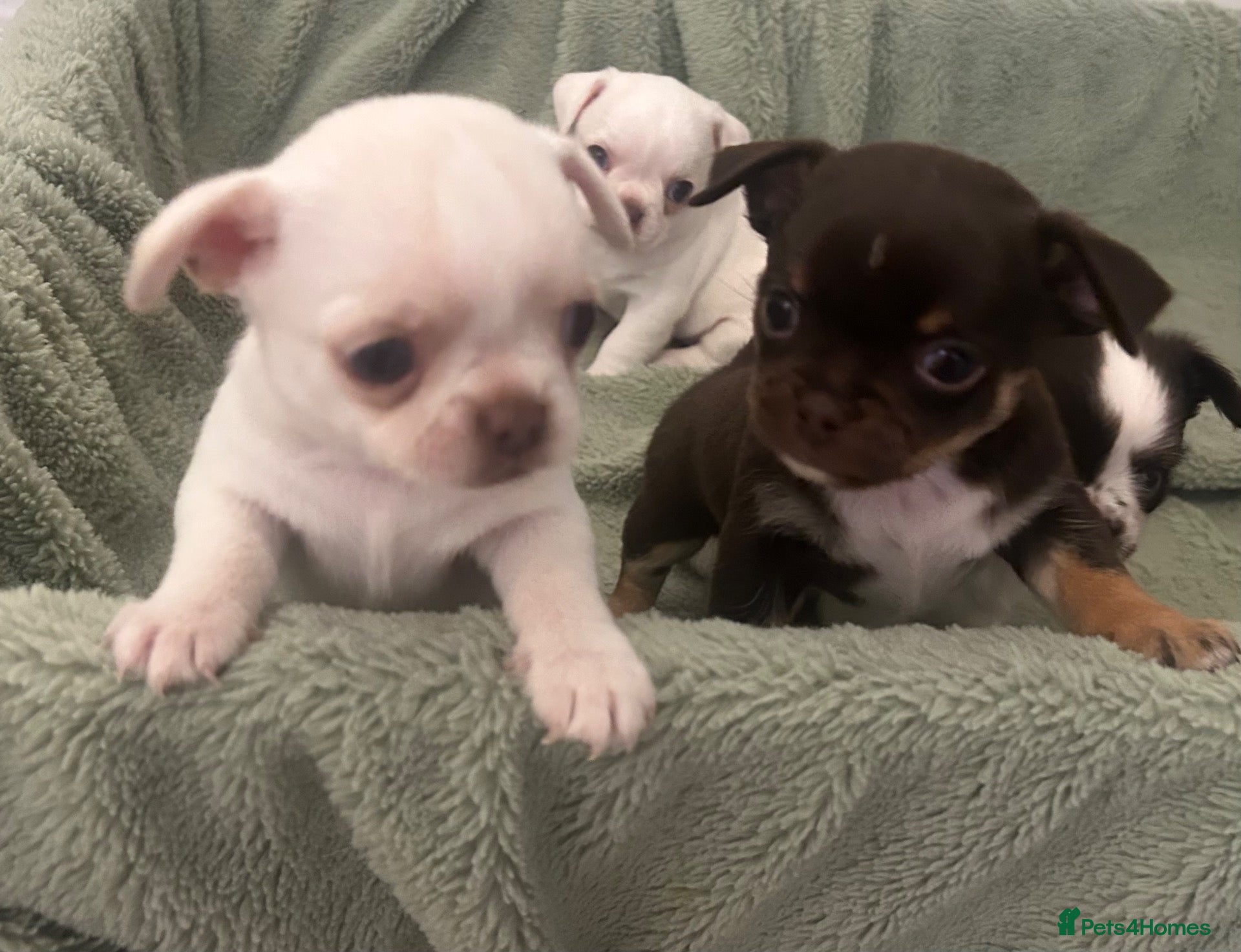Mixed Breed dogs Chinese Crested Hairless x Chihuahua - Advert 11