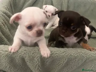 Mixed Breed dogs Chinese Crested Hairless x Chihuahua - Advert 11
