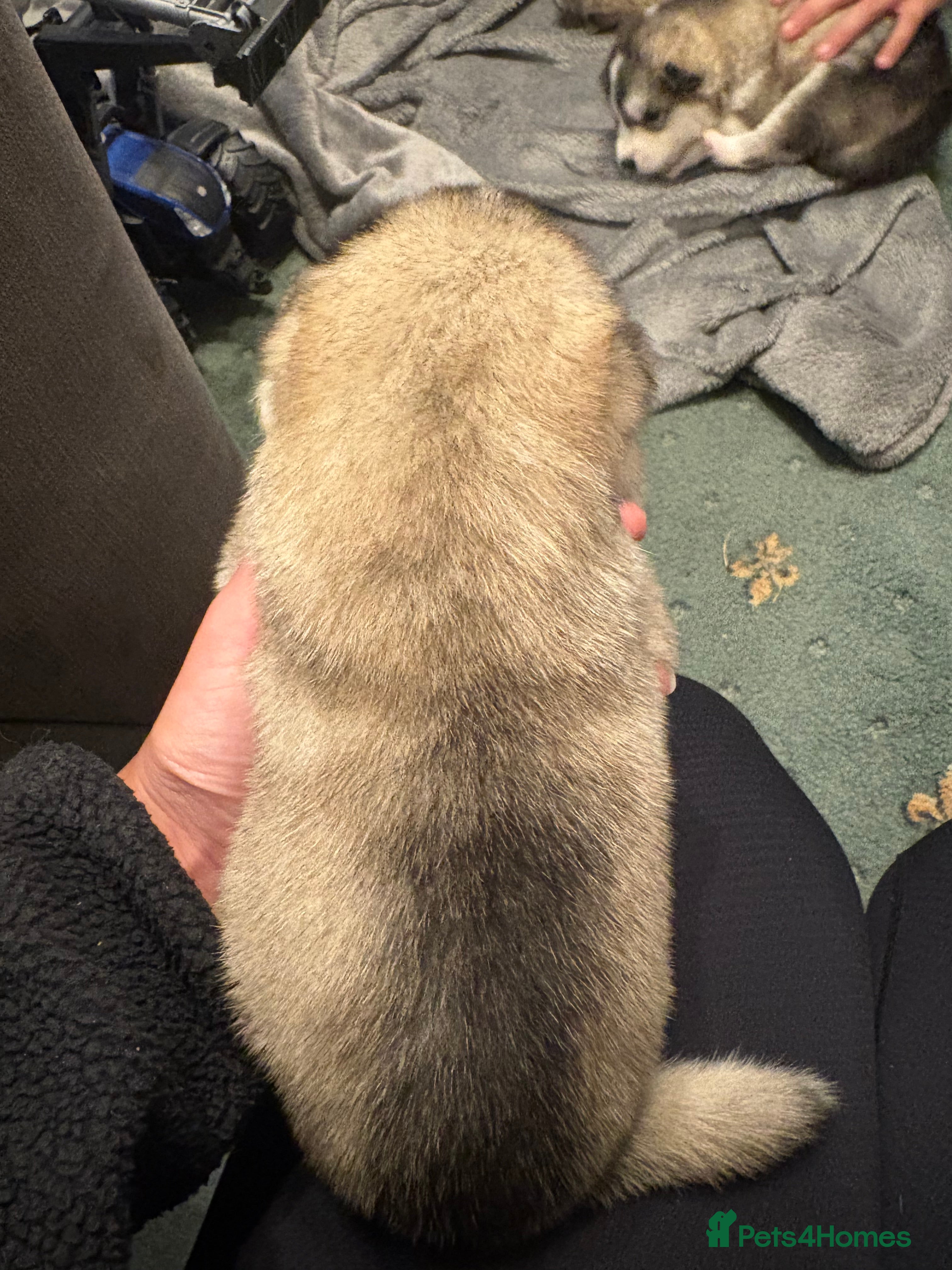 Alaskan Malamute dogs for sale: K.C Registered Quality Alaskan Malamute Puppies - Advert 22