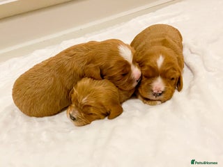 Cavapoo dogs Extensively health tested Cavapoo pups - Advert 6