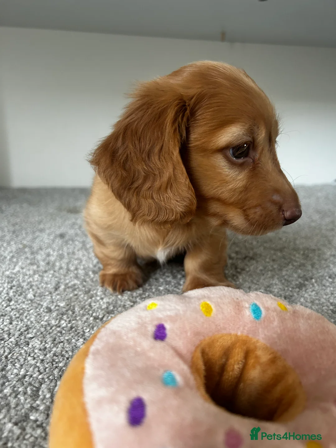 Miniature Dachshund dogs for sale: Long haired miniature/rabbit size dachshund  in Stratford-upon-Avon - Advert 13