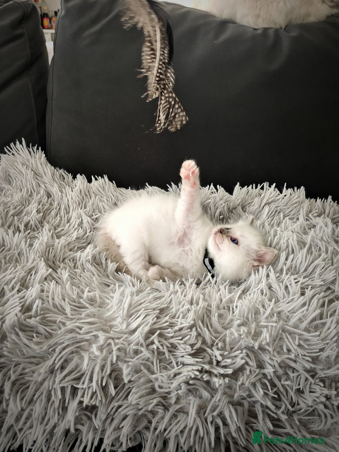 Ragdoll cats for sale: Ready Pedigree Lilac (Rare) Ragdoll Kittens - Image 11