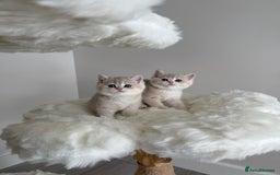 British Shorthair cats for sale: Golden Blue British Shorthair kittens  - Image 10