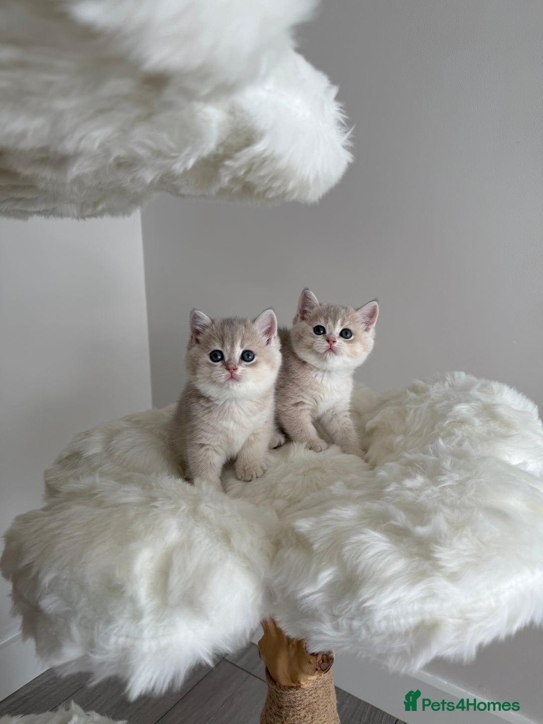 British Shorthair cats for sale: Golden Blue British Shorthair kittens  - Image 10