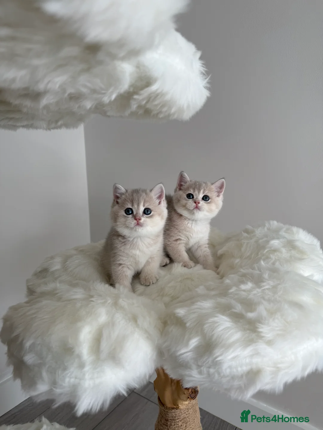 British Shorthair cats for sale: Golden Blue British Shorthair kittens  - Advert 10