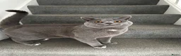 British Shorthair cats for sale: British Shorthair Kittens For sale - Advert 6