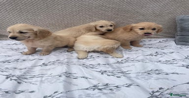 Golden Retriever dogs - Advert 10