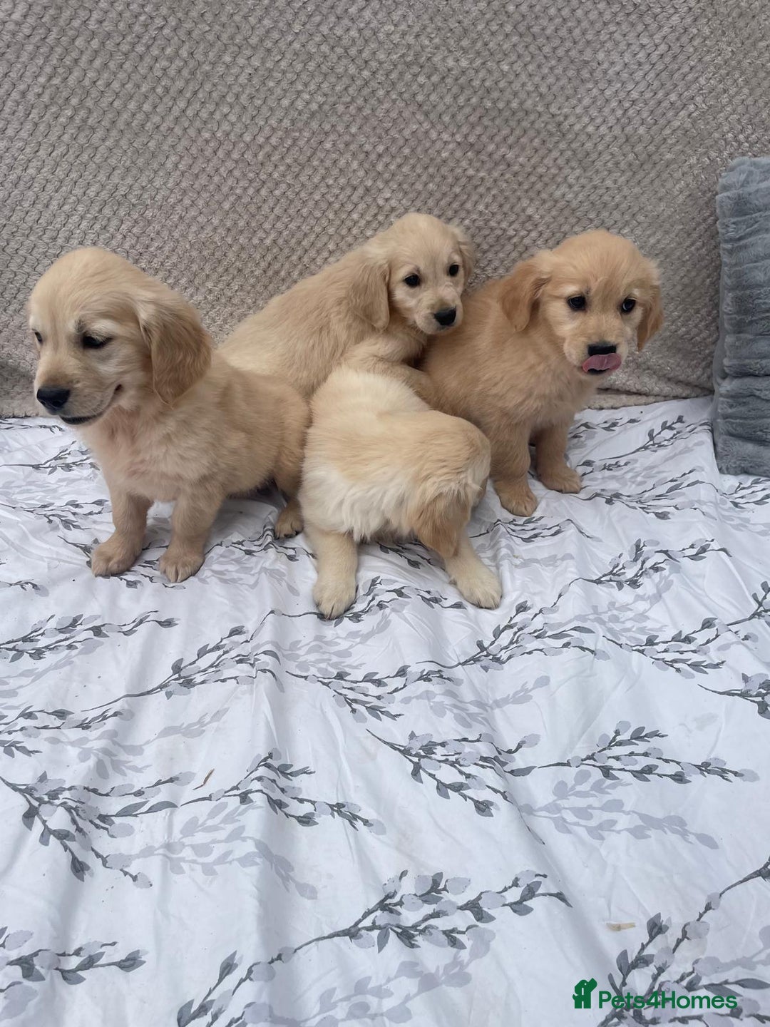 Golden Retriever dogs for sale: Golden retriever puppies  - Image 3