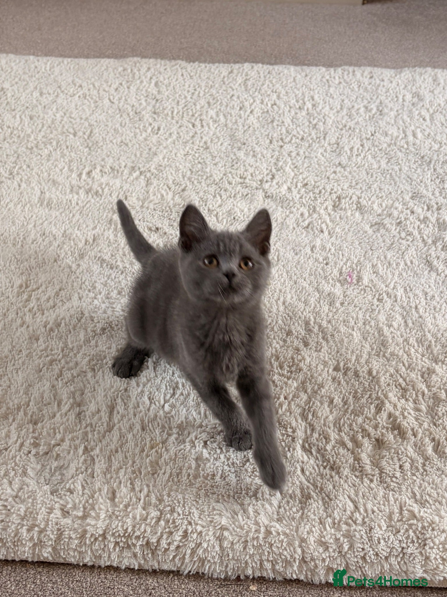 British Shorthair cats 1 blue BSH kittens Ready Now - Advert 2